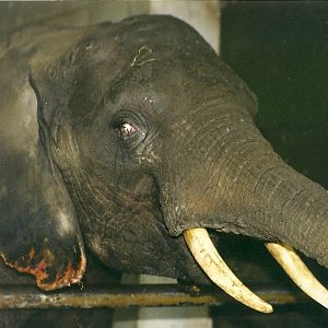 Flora 4th April 1998