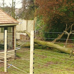 New Celebes Black Ape exhibit 4th April 1998