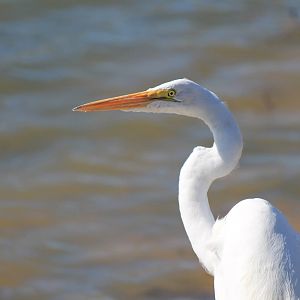 Great Egret