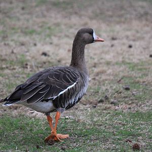 Greater White-Fronted Goose