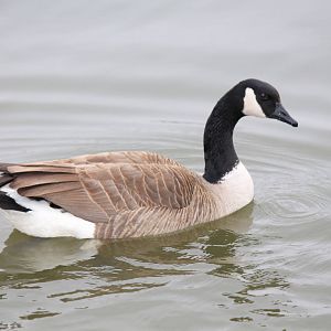 Canada Goose