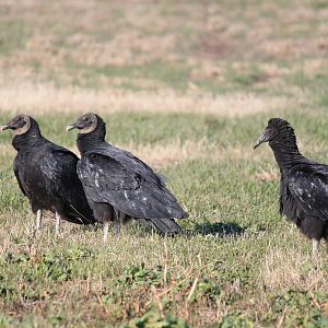 Black Vultures