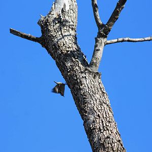 Red-Breasted Nuthatch