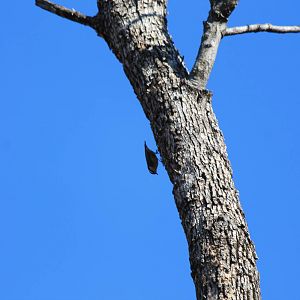 Red-Breasted Nuthatch