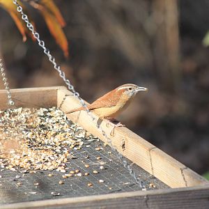 Carolina Wren