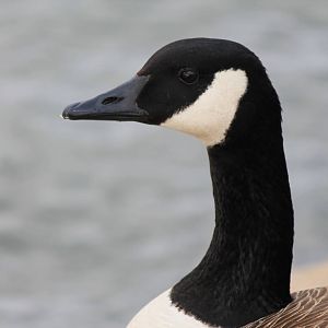 Canada Goose