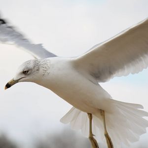 Ring-Billed Gull