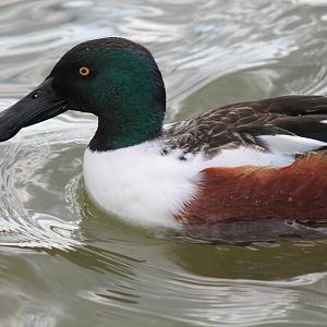 Northern Shoveler
