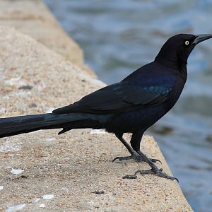 Great-Tailed Grackle