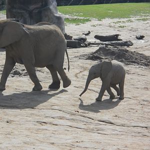 Baby African savanna elephant