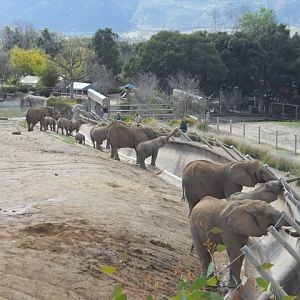 Elephant herd training session