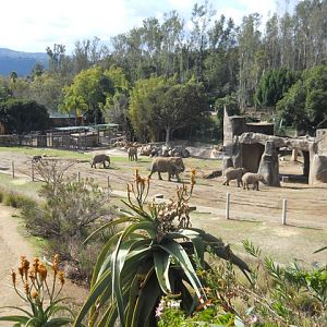 African elephant herd in former Asian elephant space