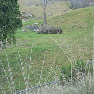 One-seventh of the northern white rhino population