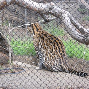 ocelot on Condor Ridge trail