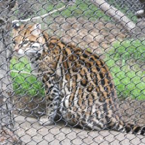 ocelot on Condor Ridge trail