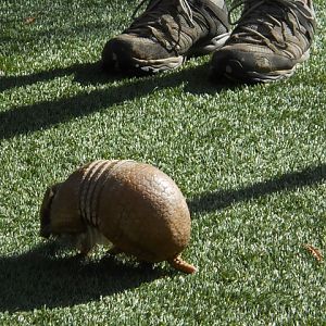 Three-banded armadillo