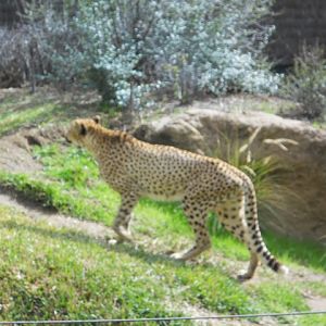 South African cheetah