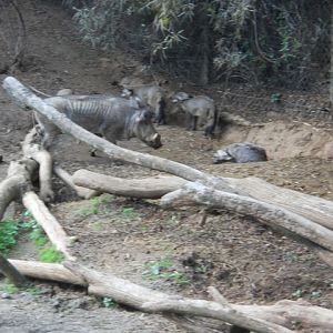 warthog and bat-eared foxes