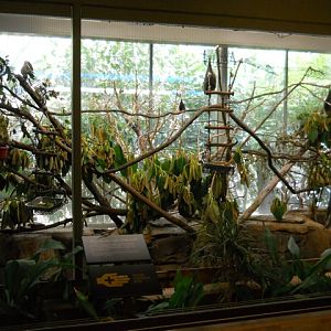 Rodrigues Island fruit bat exhibit
