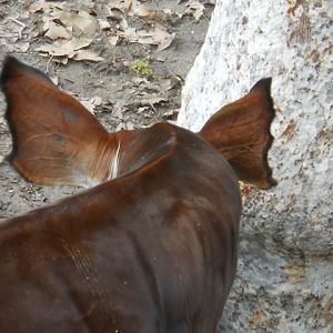 an appreciation of okapi ears