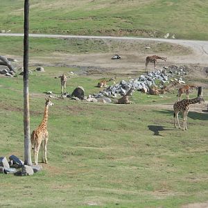 valley of the giraffes