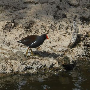 wild common moorhen