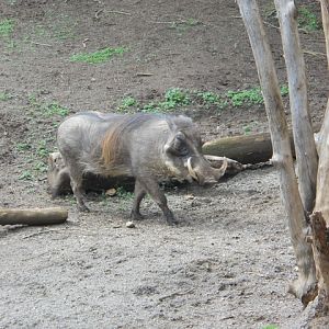 Wonder Warthog
