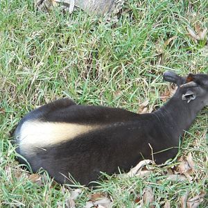 yellow-backed duiker