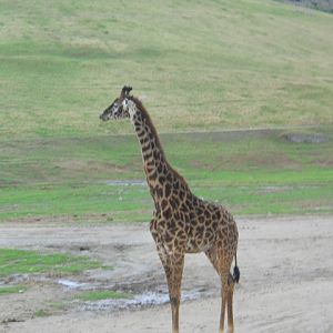 Masai giraffe