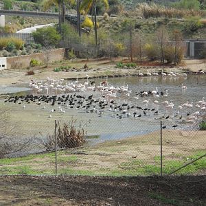 greater flamingos