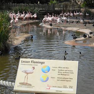 lesser flamingos