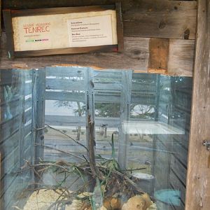 lesser hedgehog tenrec exhibit
