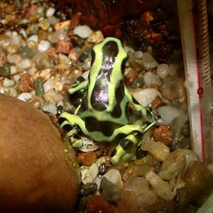 Dendrobates auratus