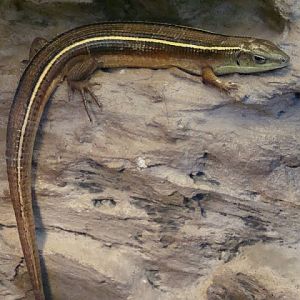 Gerrhosaurus flavigularis