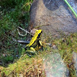 Phyllobates terribilis