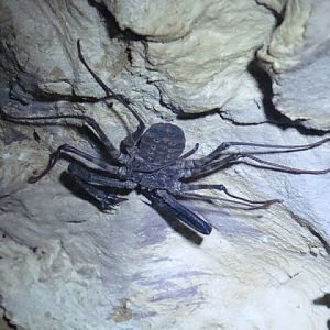 Damon variegatus