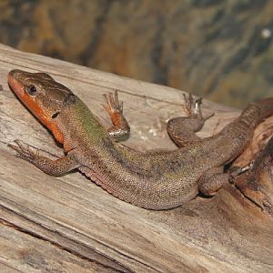 Podarcis melisellensis