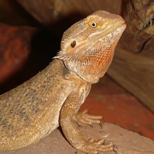Pogona vitticeps