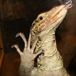 Varanus melinus