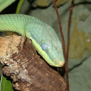 Rhynchophis boulengeri - female before the slough