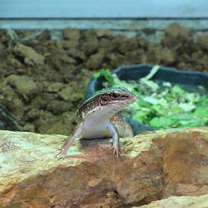 Gerrhosaurus nigrolineatus