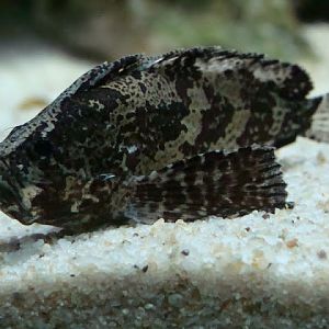 Vespicula depressifrons