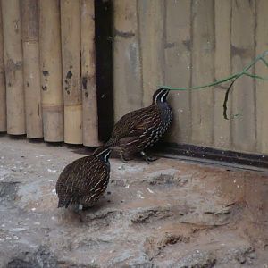 Margaroperdix madagascariensis