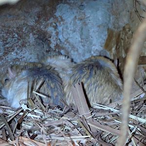 Gerbillus campestris