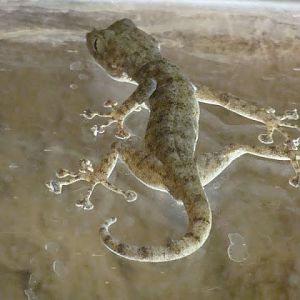 Ptyodactylus hasselquistii