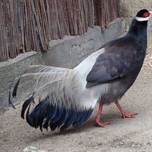 Crossoptilon mantchuricum