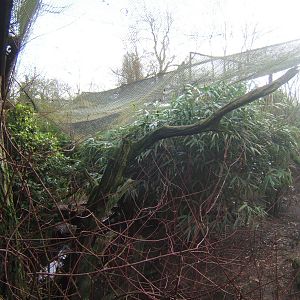 View of Bornean Longhouse Aviary