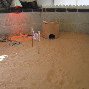 Guinea Pig volleyball court