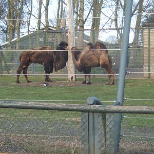 Bactrian Camels in the old Giraffe paddock