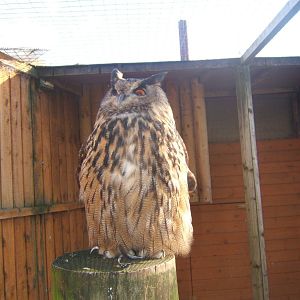 European Eagle Owl